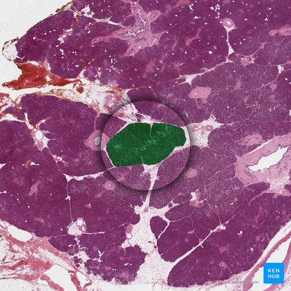 Lobulus pancreaticus (Bauchspeicheldrüsenläppchen); Bild: 