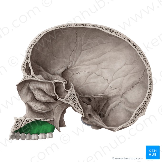 Processo alveolar da maxila (Processus alveolaris maxillae); Imagem: Yousun Koh