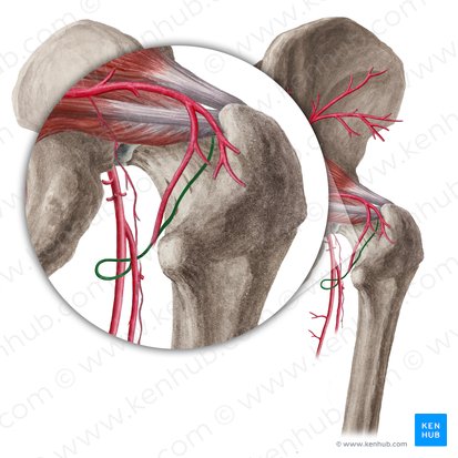 Arteria circumflexa medialis femoris (Innere Oberschenkelkranzarterie); Bild: Liene Znotina