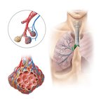 Plexus pulmonalis