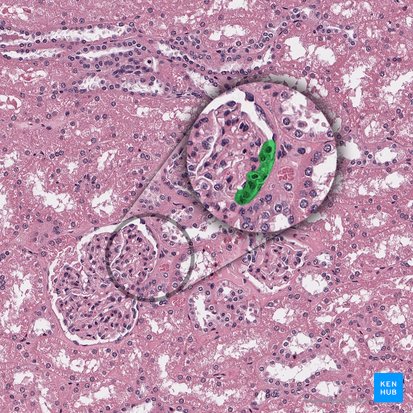 Arteríola glomerular aferente do corpúsculo renal (Arteriola glomerularis afferens corpusculi renalis); Imagem: 