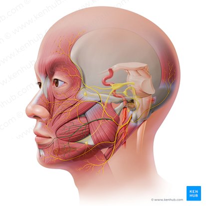 Ramos bucales del nervio facial (Rami buccales nervi facialis); Imagen: Paul Kim