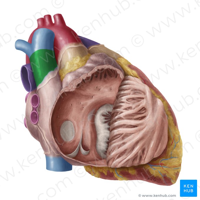 Vena cava superior (Obere Hohlvene); Bild: Yousun Koh
