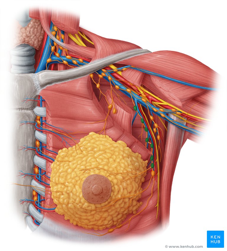 Pectoral axillary lymph nodes - ventral view