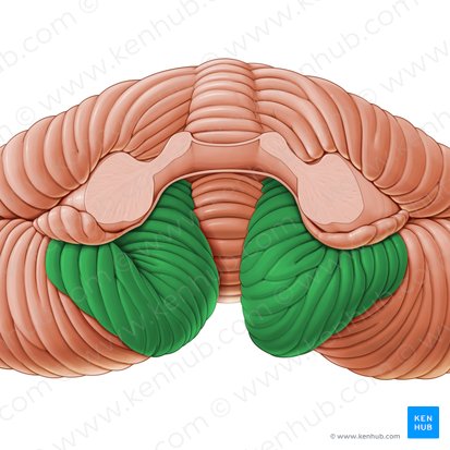 Tonsil of cerebellum (Tonsilla cerebelli); Image: Paul Kim