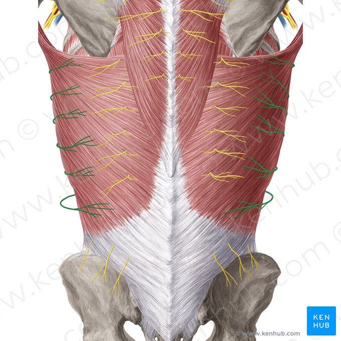 Ramus cutaneus lateralis nervi intercostalis (Seitlicher Hautast des Zwischenrippennervs); Bild: Yousun Koh