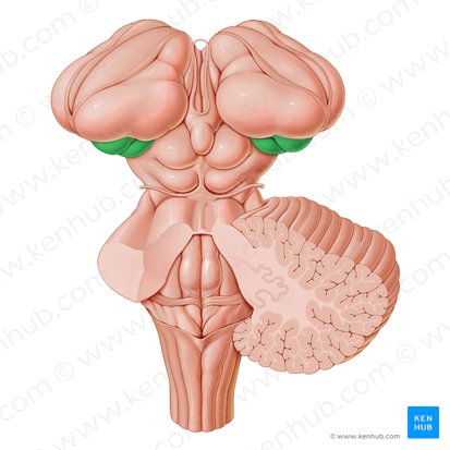 Metathalamus; Bild: Paul Kim