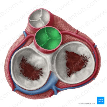 Valve aortique (Valva aortae); Image : Yousun Koh