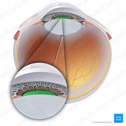 Pupila (Pupilla); Imagen: Paul Kim