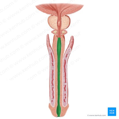 Spongy part of urethra (Pars spongiosa urethrae); Image: Samantha Zimmerman