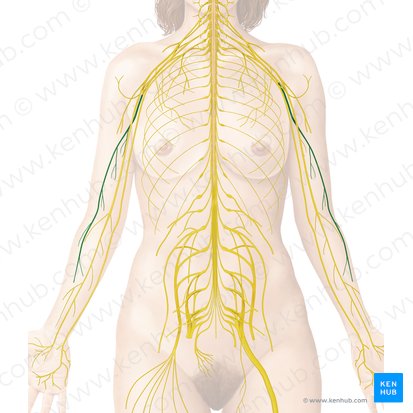 Nerf radial (Nervus radialis); Image : Begoña Rodriguez