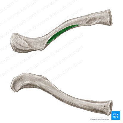Groove for subclavius muscle (Sulcus musculi subclavii); Image: Samantha Zimmerman