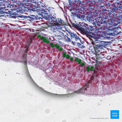 Basal cells (Cellulae basales); Image: 