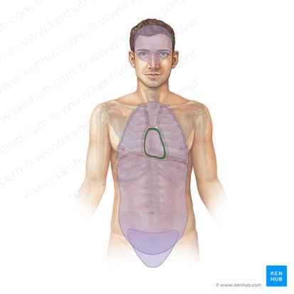 Pericardial cavity (Cavitas pericardiaca); Image: Paul Kim