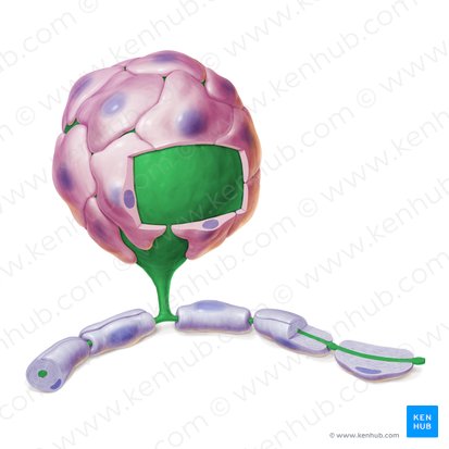 Neurona pseudounipolar (Neuron pseudounipolare); Imagen: Paul Kim