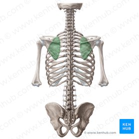 Scapulothoracic joint (Junctio scapulothoracica); Image: Yousun Koh