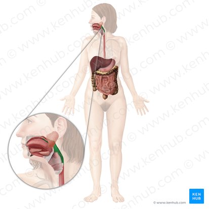 Pharynx (Rachen); Bild: Begoña Rodriguez