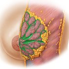 Female breast anatomy, blood supply and mammary glands