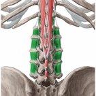 Músculos intertransversários lombares