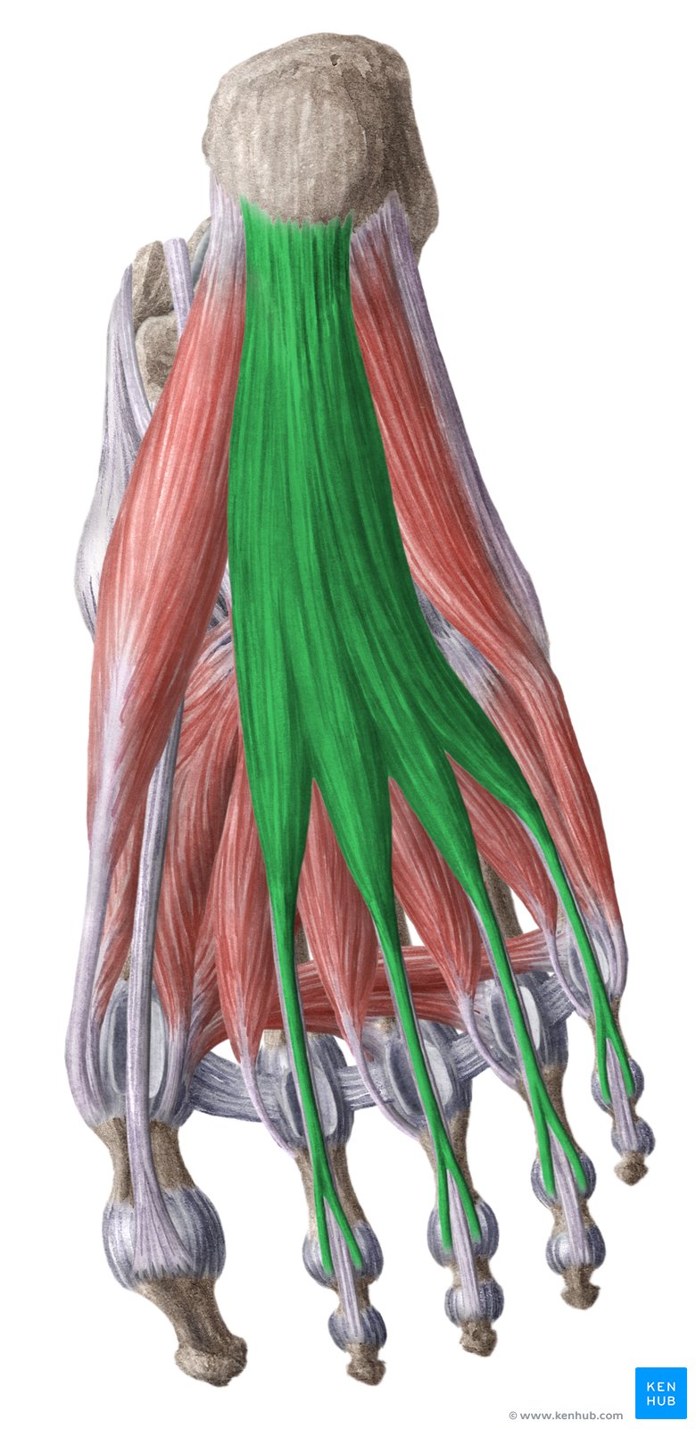 Flexor digitorum brevis muscle
