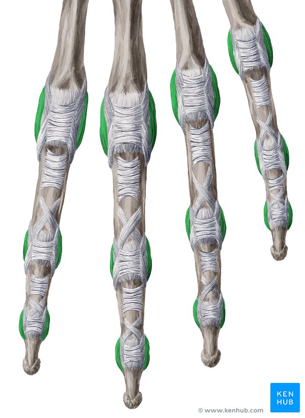 Collateral ligaments - ventral view