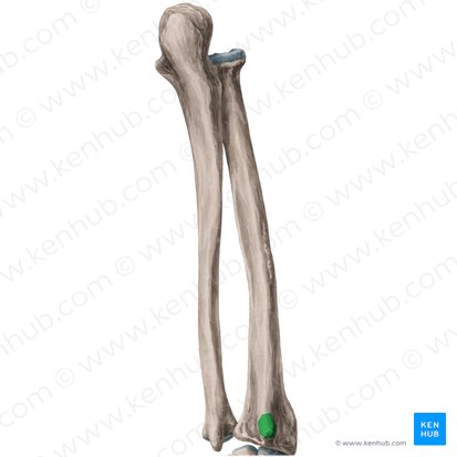 Tubérculo dorsal del radio (Tuberculum dorsale radii); Imagen: Yousun Koh