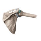 Articulations principales
