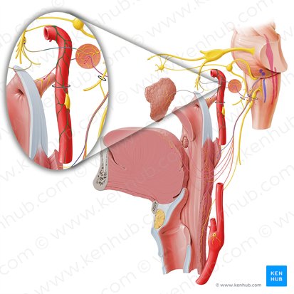 Internal carotid plexus (Plexus caroticus internus); Image: Paul Kim