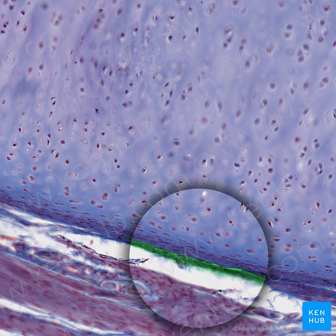 Fibrous layer of perichondrium (Stratum fibrosum perichondrii); Image: 