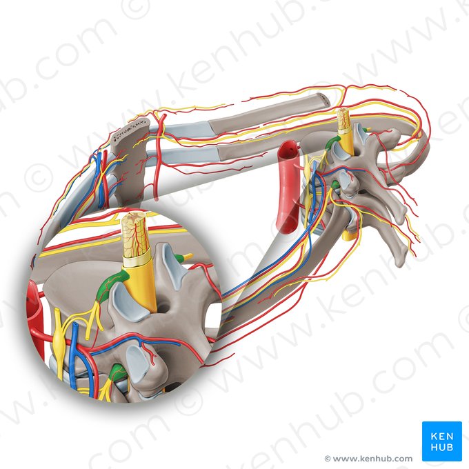 Ganglio espinal (Ganglion spinale); Imagen: Paul Kim