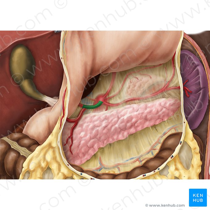 Arteria hepatica communis (Gemeinsame Leberarterie); Bild: Esther Gollan
