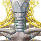 Recurrent laryngeal nerve 