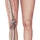 Artérias principais dos membros inferiores