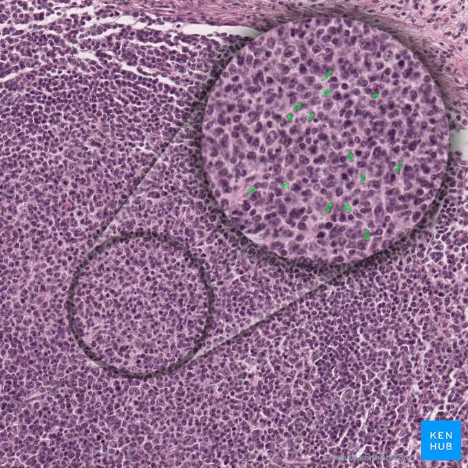 Células dendríticas foliculares (Cellulae dendriticae folliculares); Imagen: 
