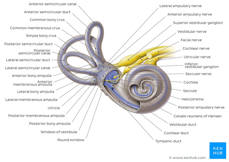 Ear anatomy Parts and functions Kenhub