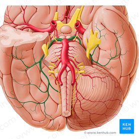 Artéria cerebral posterior (Arteria posterior cerebri); Imagem: Paul Kim