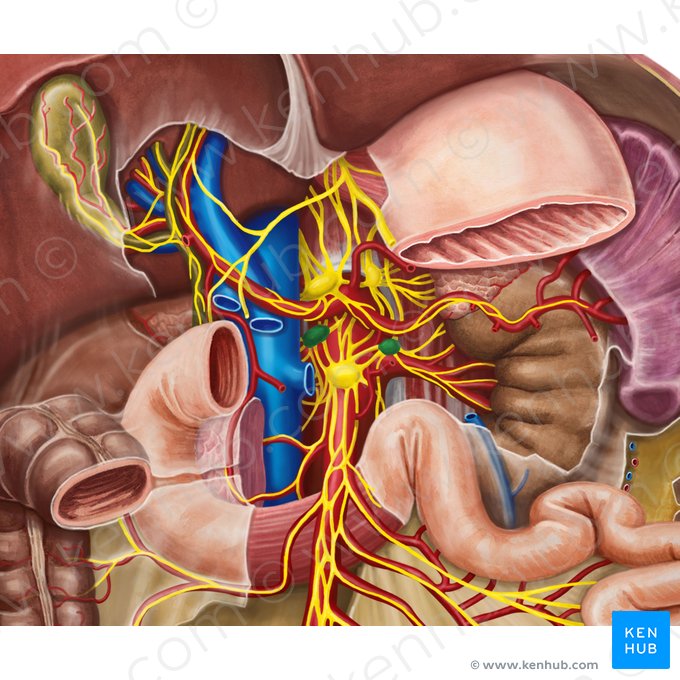 Gânglios aorticorrenais (Ganglia aorticorenalia); Imagem: Irina Münstermann