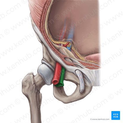 Veia femoral (Vena femoralis); Imagem: Hannah Ely