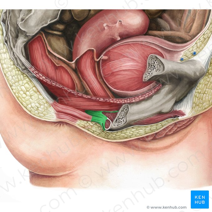 Perineal body (Corpus perineale); Image: Irina Münstermann