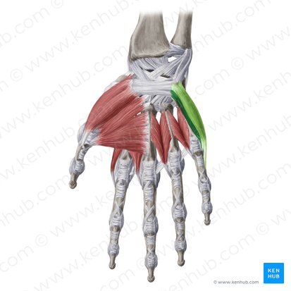 Musculi hypothenares (Hypothenarmuskeln); Bild: Yousun Koh