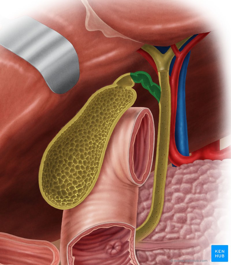 Ducto cístico - vista anterior (verde)