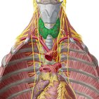 Thyroid gland histology