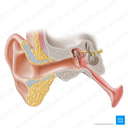 Superior ligament of malleus (Ligamentum superius mallei); Image: Paul Kim