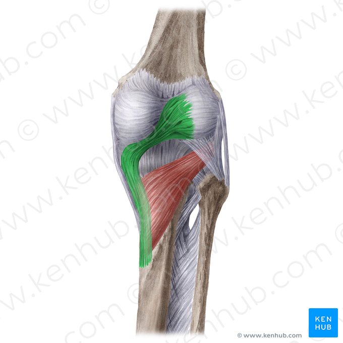 Ligament poplité oblique (Ligamentum popliteum obliquum); Image : Liene Znotina