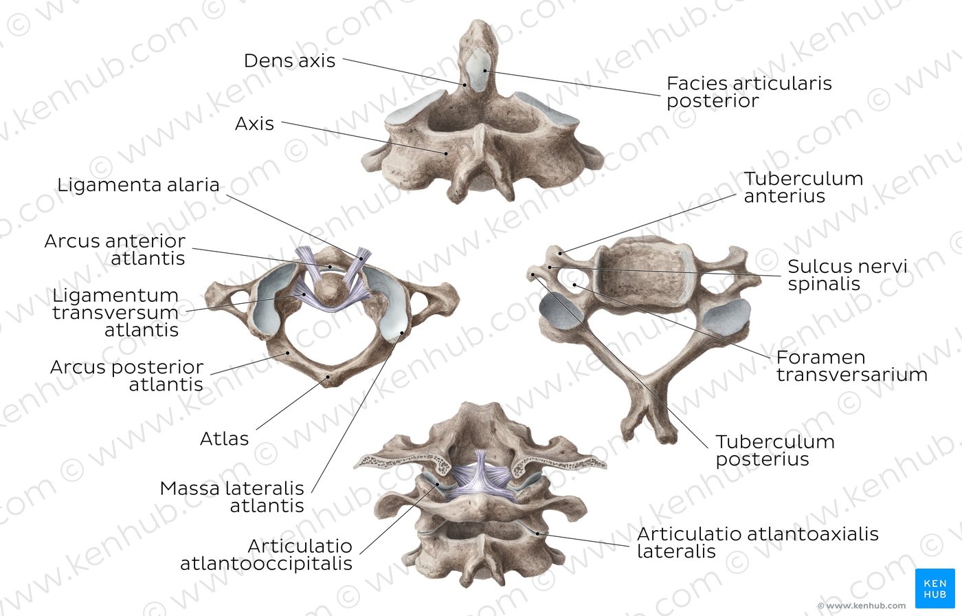 Halswirbelsäule (HWS) - Anatomie, Aufbau, Atlas & Axis | Kenhub