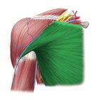 Pectoralis major muscle