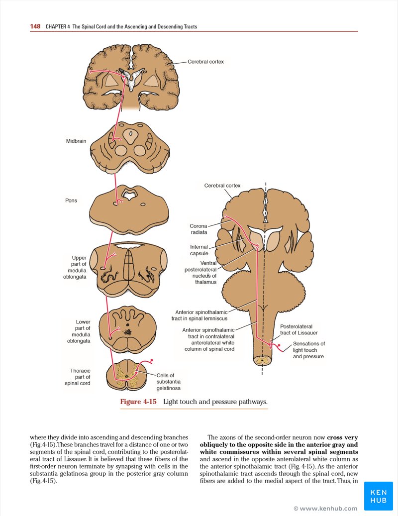 Snell's Clinical Neuroanatomy - Illustration Sample