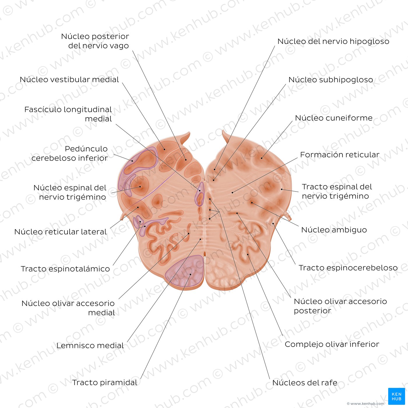 Corte transversal del bulbo raquídeo a nivel del nervio vago (diagrama)