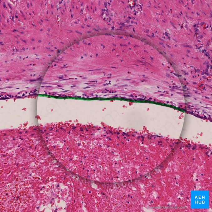 Endothélium de la veine (Endothelium venae); Image : 