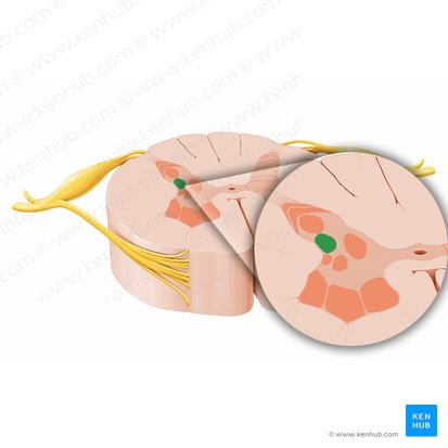 Substantia visceralis secundaria medullae spinalis (Sekundäre Eingeweidesubstanz des Rückenmarks); Bild: Paul Kim